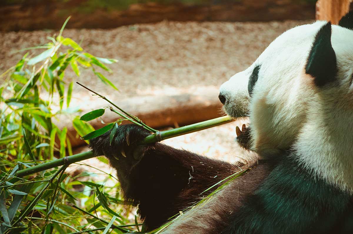 voyage chine panda